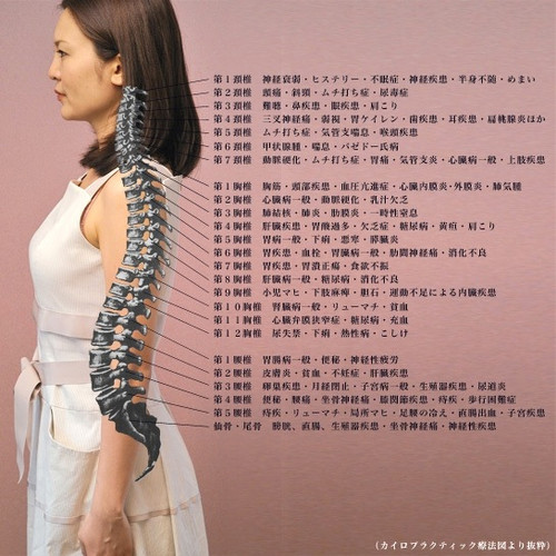 骨盤・姿勢矯正、整体で骨盤を正しい位置に