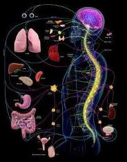 骨盤矯正でゆがみチェック